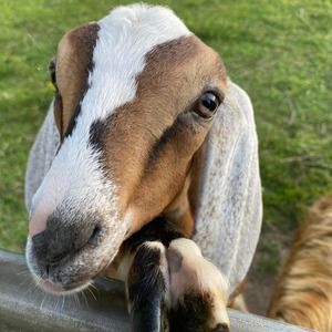 Meet your Posher, Bridget